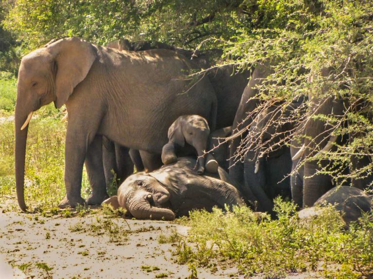 Kruger National Park Safari - An Experience to Cherish 16 elephant resting under tree
