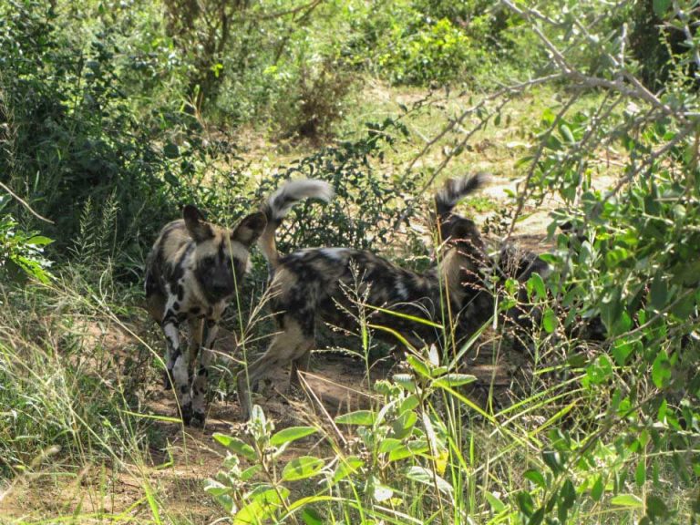 Kruger National Park Safari - An Experience to Cherish 17 wild dog having a meeting