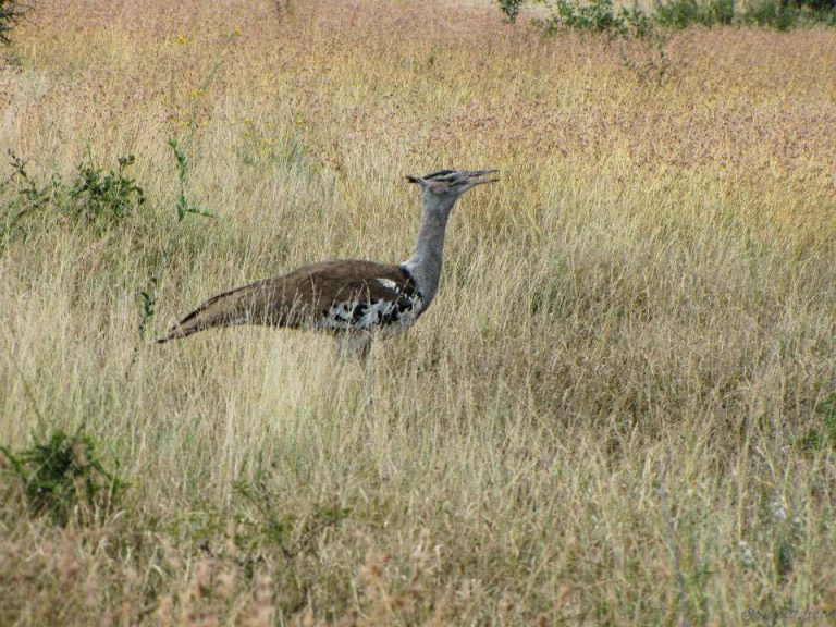 Kruger National Park Safari - An Experience to Cherish 15 kori bastard in kruger national park