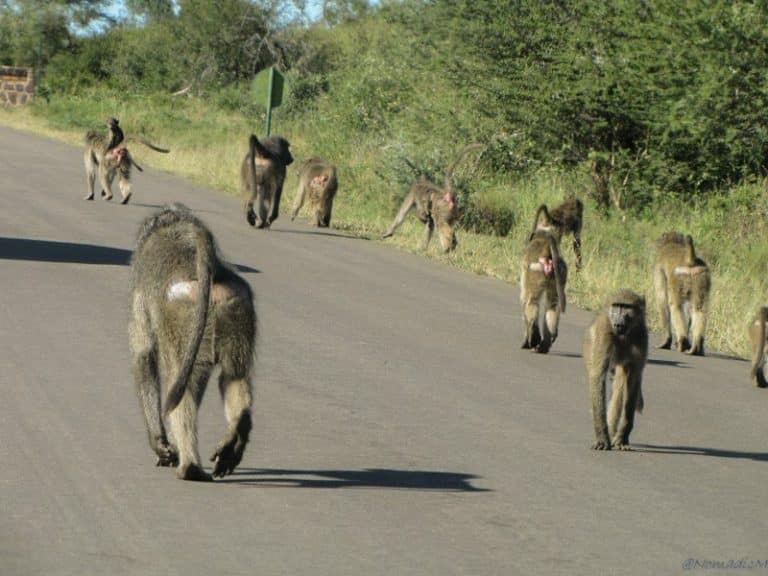 Kruger National Park Safari - An Experience to Cherish 18 baboon gang blocking the road