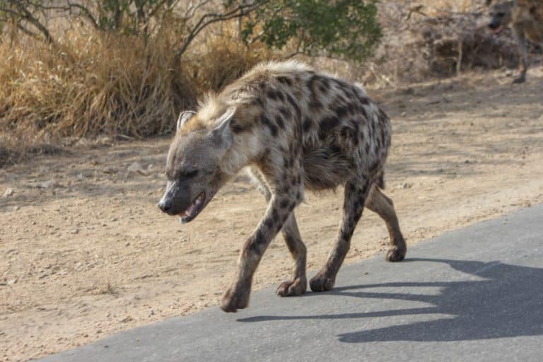 Kruger National Park Safari - An Experience to Cherish 36 hyena walking slowly