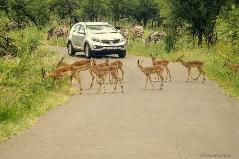 Kruger National Park Safari - An Experience to Cherish 6 traffic jam by impala in kruger national park
