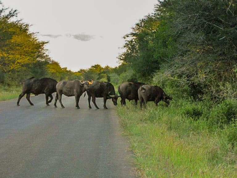 Kruger National Park Safari - An Experience to Cherish 13 buffalo crossing road