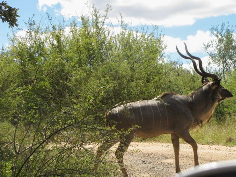 Kruger National Park Safari - An Experience to Cherish 19 Kudu in kruger national park