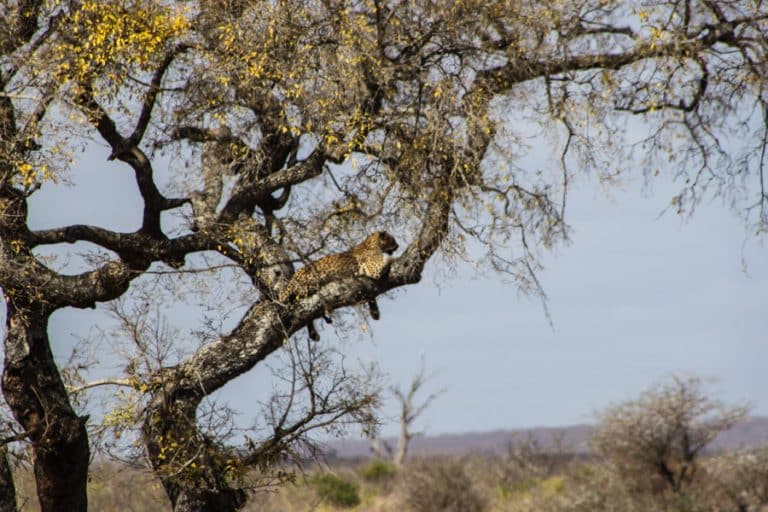 Kruger National Park Safari - An Experience to Cherish 35 leopard resting on a tree
