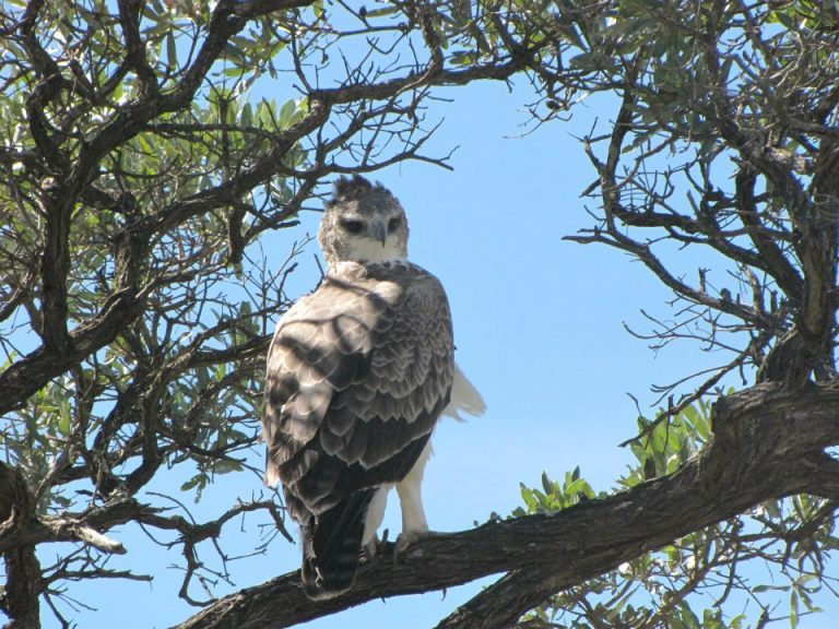 Kruger National Park Safari - An Experience to Cherish 11 martial eagle in kruger national park