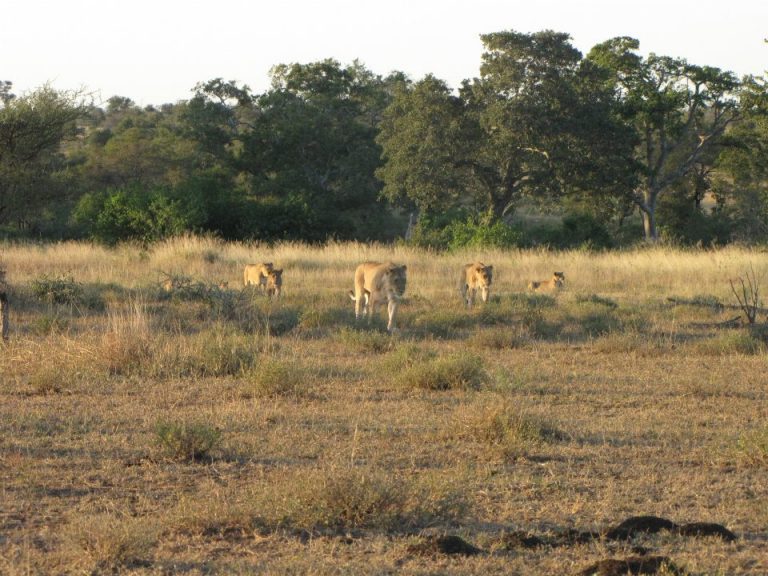 Kruger National Park Safari - An Experience to Cherish 29 lion pride