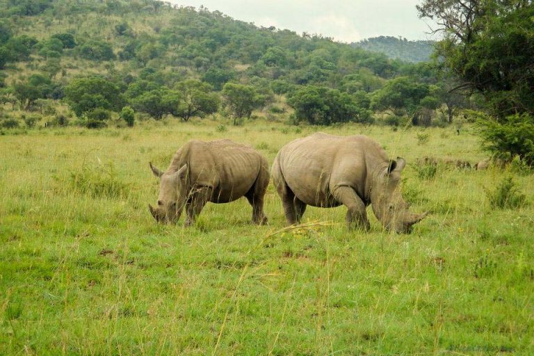 Kruger National Park Safari - An Experience to Cherish 5 Rihno in kruger national park
