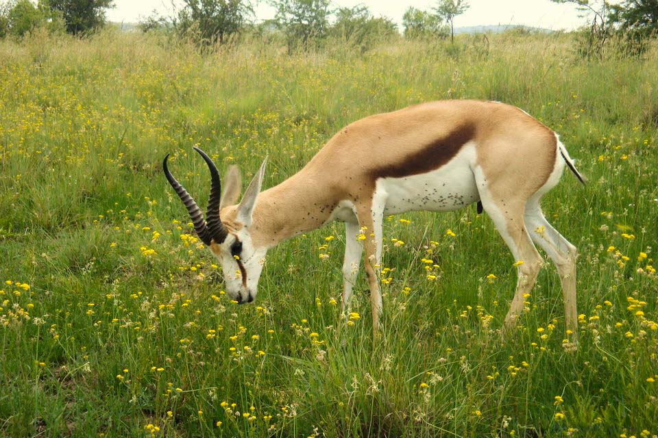 Kruger National Park Safari - An Experience to Cherish 1 You are currently viewing Kruger National Park Safari – An Experience to Cherish