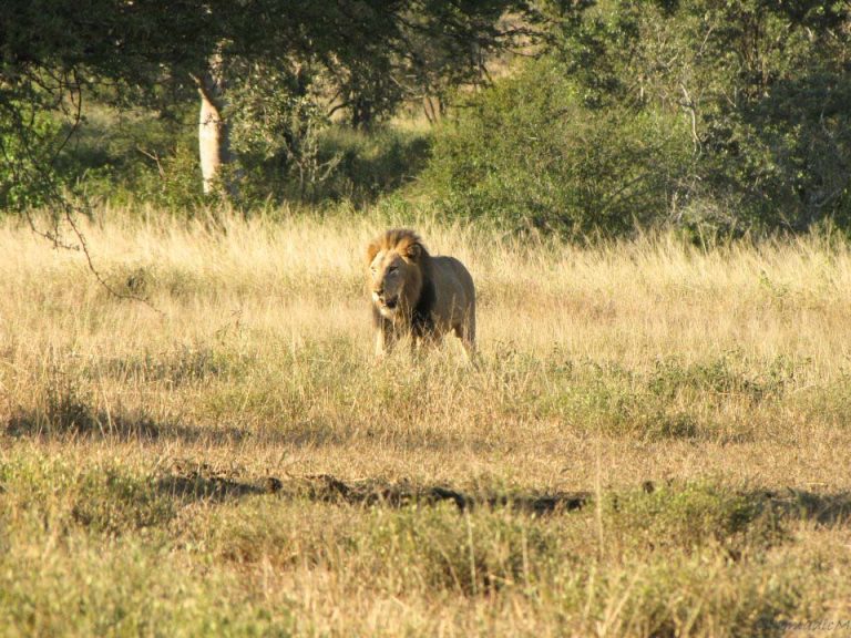 Kruger National Park Safari - An Experience to Cherish 30 lion the boss