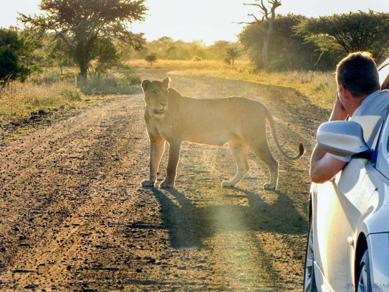 Kruger National Park Safari - An Experience to Cherish 27 lion with cubs