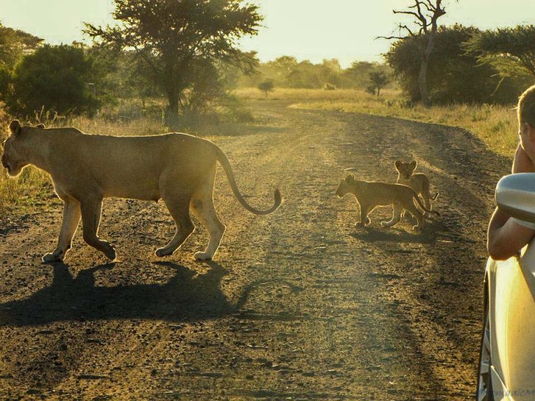 Kruger National Park Safari - An Experience to Cherish 28 lion with kids