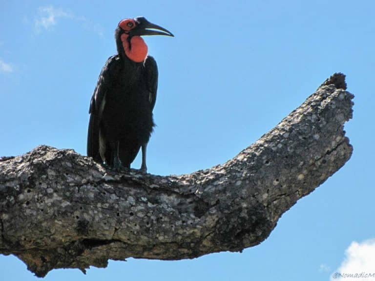 Kruger National Park Safari - An Experience to Cherish 12 hornbill
