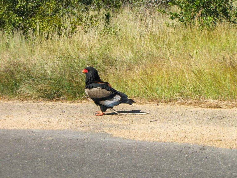 Kruger National Park Safari - An Experience to Cherish 9 bateleur eagle in kruger-national-park