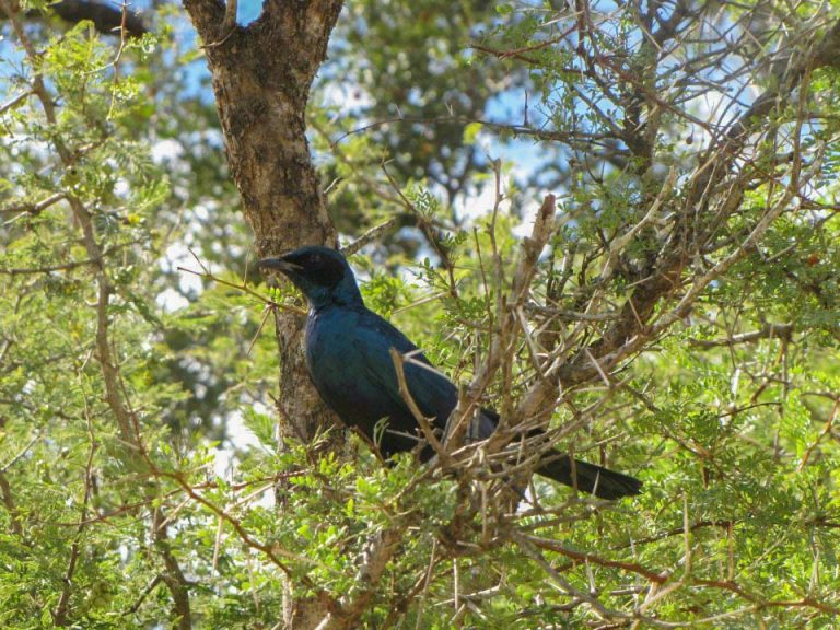 Kruger National Park Safari - An Experience to Cherish 10 cape glossy sterling in kruger national park