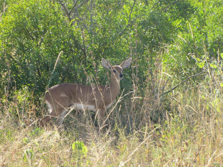 Kruger National Park Safari - An Experience to Cherish 34 steenbok in kruger national park