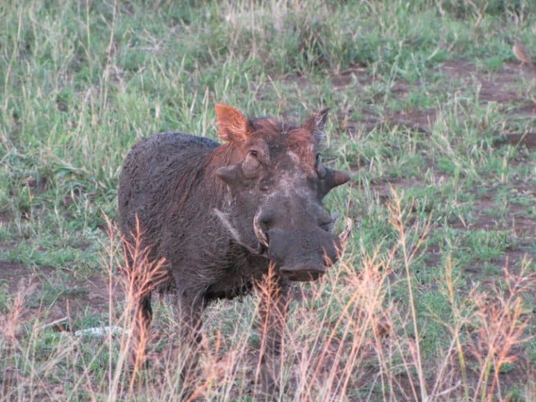 Kruger National Park Safari - An Experience to Cherish 33 warthog in kruger national park