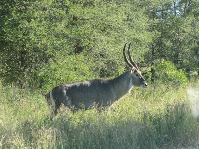 Kruger National Park Safari - An Experience to Cherish 14 waterbuckin kruger national park