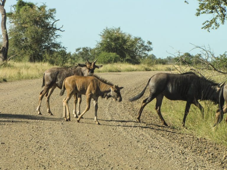Kruger National Park Safari - An Experience to Cherish 32 wilde-beest in kruger national park
