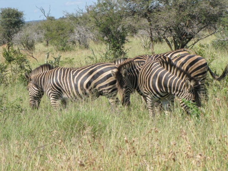 Kruger National Park Safari - An Experience to Cherish 31 zebra grazing in kruger national park