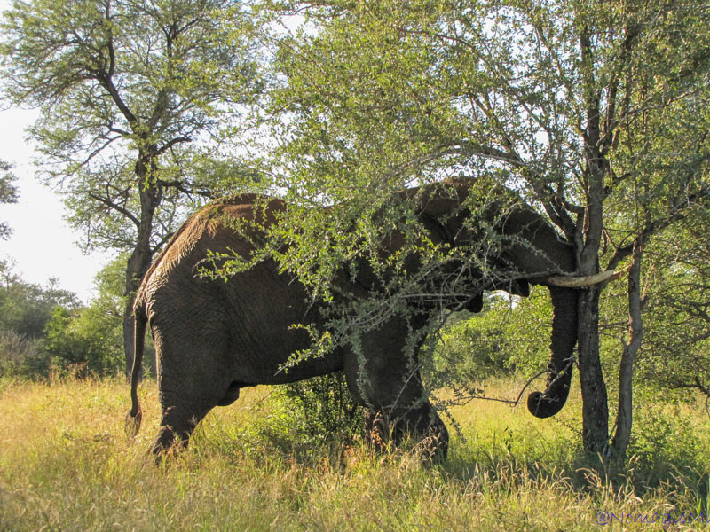 Kruger National Park Safari - An Experience to Cherish 4 addicted-elephant-kruger