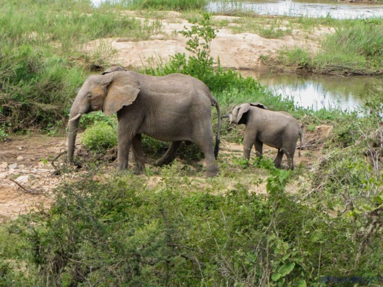 Kruger National Park Safari - An Experience to Cherish 7 elephant family in kruger national park