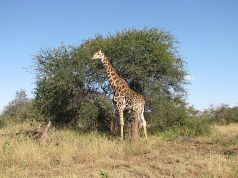 Kruger National Park Safari - An Experience to Cherish 8 giraffe in kruger national park