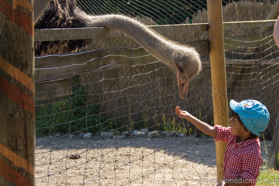 Best 5 Places to Visit in Muhu, Estonia 12 Muhu Ostrich farm