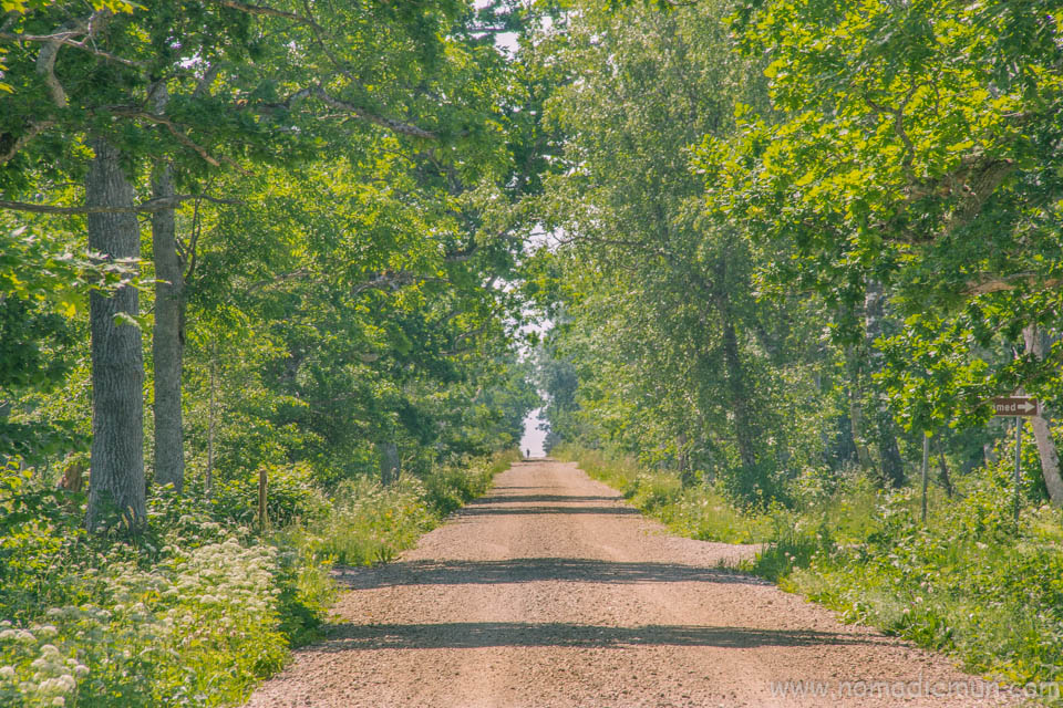Ultimate Saaremaa Travel Guide 29 Loode Oak Forest saaremaa estonia